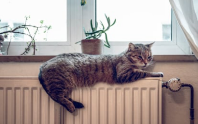 Cómo afecta el frío a perros y gatos (ellos también se resfrían)